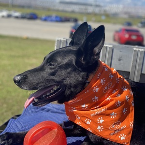 Team Page: Paw Patrol